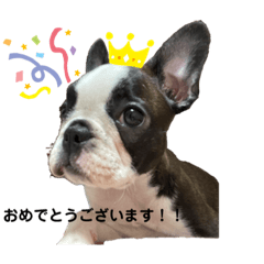 フレンチトンのまろんちゃん！！