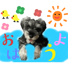 ゴマと過ごす1日-2-