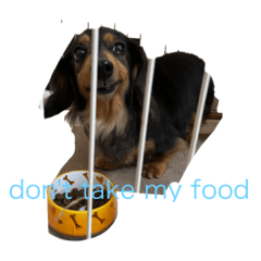 わんこわーんこ