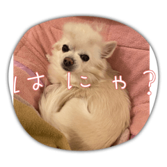 白チワワのベル1