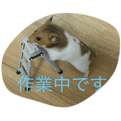 ハム☆のクマちゃん