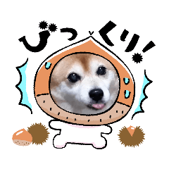 豆柴あおちん《主挨拶》