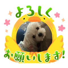 マルチーズ❤️