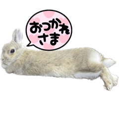 うさぎのラテちゃん★