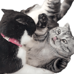 宝妹と宝迪の真実生活の写真