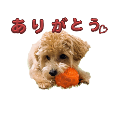 ワンコの神マルル