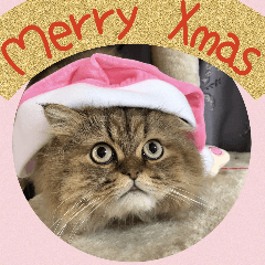 ミヌエット猫♥らんまるXmas