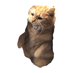 猫好きにつかう面白いスタンプ