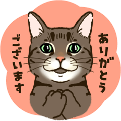 ねこまみれ（ゆるっと敬語・少なめ）