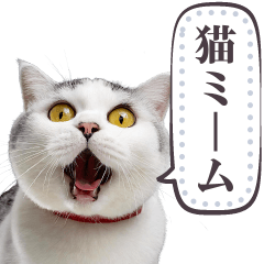 毎日使える 猫ミーム 宇宙猫 セット