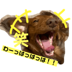 可愛いブルモア