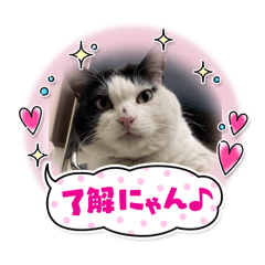 会社猫ふくの日常