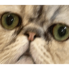 可愛いうちの猫スタンプ2