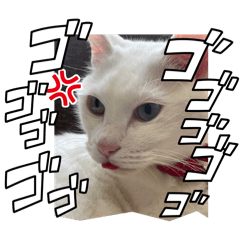 ナナ&ココ&グリ