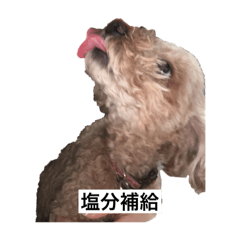 よくある字幕付きの犬スタンプ