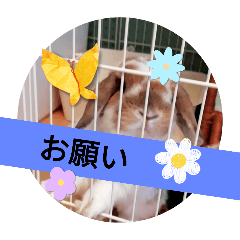 ぽぽたんテイク2