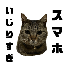 猫の きなさんと ミエさんの日常