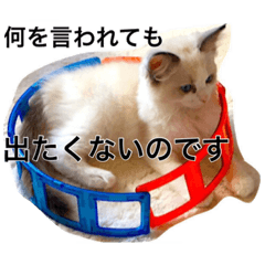 我が屋のアイドル猫様。