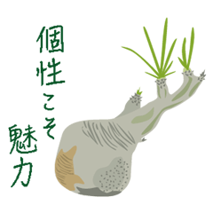 塊根植物からのメッセージ