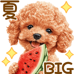 トイプードルの夏BIGスタンプ