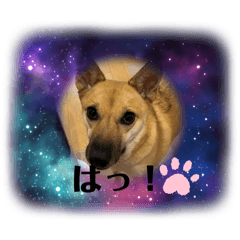 スーチースーの日常