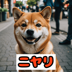 かわいい犬uuuuu