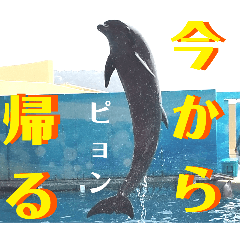 新江ノ島水族館イルカショースタンプ１．５