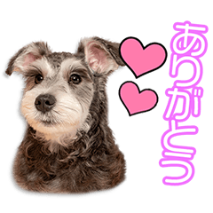 松田家の福丸ちゃん