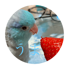 しゅてぃぴの日常