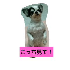 24時間密着犬！