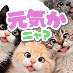 飛び出す❤️猫猫猫3