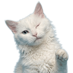 白ラパーマ　実写