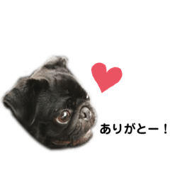 黒パグまろんと時々、飼い主。