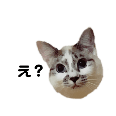 もねちゃんと仲間たち2