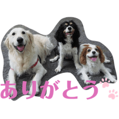 イヌときどきオウム