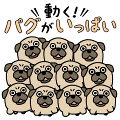 動く！パグがいっぱい