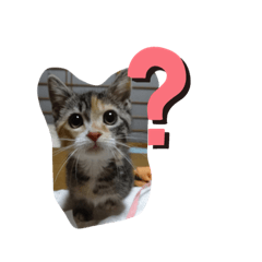 マンチカンのマロンちゃんのスタンプ