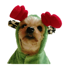 犬犬犬犬犬犬犬犬犬犬犬犬