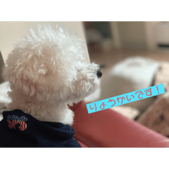 トイプードルのコロン‎です！