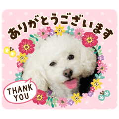 我が家の白プーちゃん