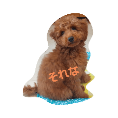 めっちゃ可愛いトイプードルちゃん