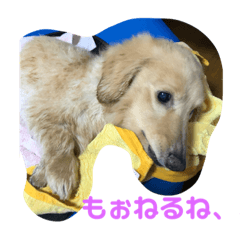 アッシュ、ミニチュアダックス、犬、日常