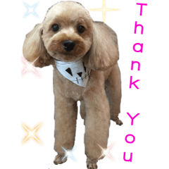 バイリンガルなワンちゃん達の実写スタンプ