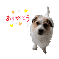 仲良しわんこ(ジャックラッセル)