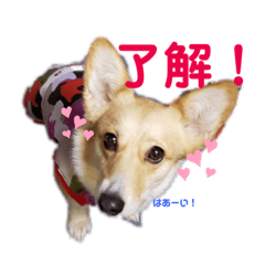 コーギーfullaのスタンプ