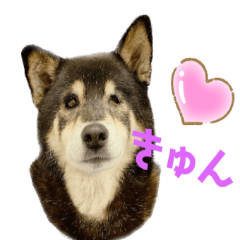 柴犬くるみの日常使えるスタンプ　第二弾
