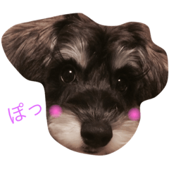 ミニチュアシュナウザーのtamagoちゃん