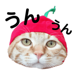 きょうだいねこ①