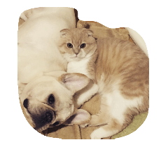 チャイとまりも