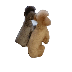 トイプードル  
アルバーディ